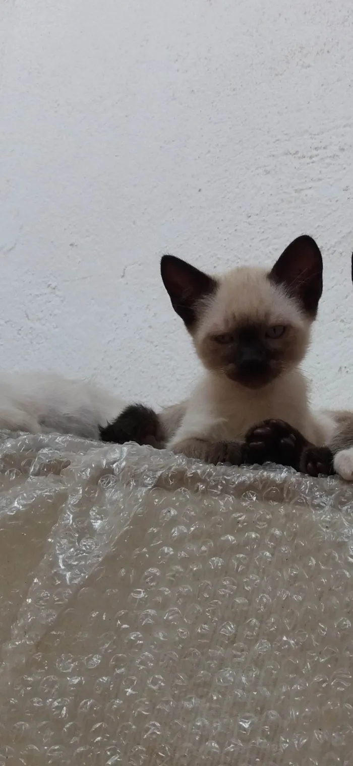 Gato ra a Siamês idade 2 a 6 meses nome sem nome  ainda