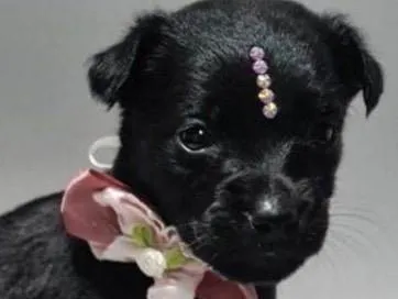 Cachorro ra a SRD-ViraLata idade Abaixo de 2 meses nome Viúva negra