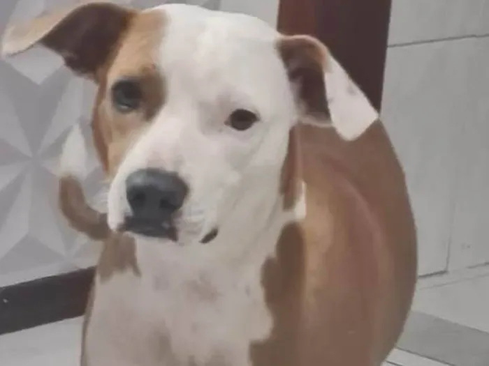 Cachorro ra a Srd idade 1 ano nome Charlene