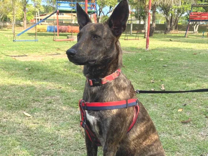 Cachorro ra a Srd - lembra um pastor holandês idade 7 a 11 meses nome Bento