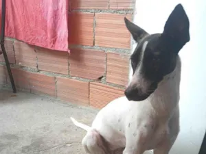 Cachorro raça SRD-ViraLata idade 1 ano nome Sarah 