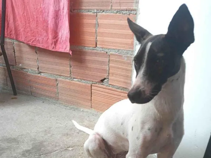 Cachorro ra a SRD-ViraLata idade 1 ano nome Sarah 