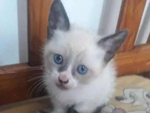 Gato raça Siamês idade 2 a 6 meses nome sem nome ainda