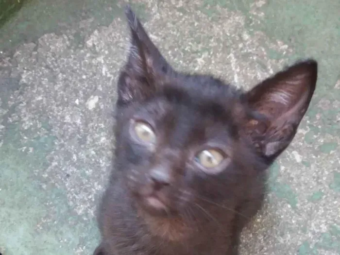 Gato ra a SRD-ViraLata idade 2 a 6 meses nome sem nome ainda 