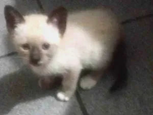 Gato raça Siamês idade 2 a 6 meses nome sem nome ainda