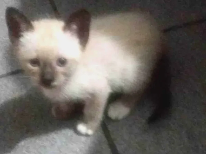 Gato ra a Siamês idade 2 a 6 meses nome sem nome ainda