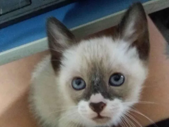Gato ra a Siamês idade 2 a 6 meses nome sem nome ainda