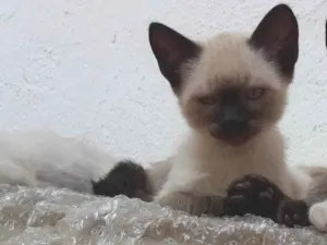 Gato raça Siamês idade 2 a 6 meses nome sem nome  ainda