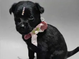 Cachorro raça SRD-ViraLata idade Abaixo de 2 meses nome Viúva negra