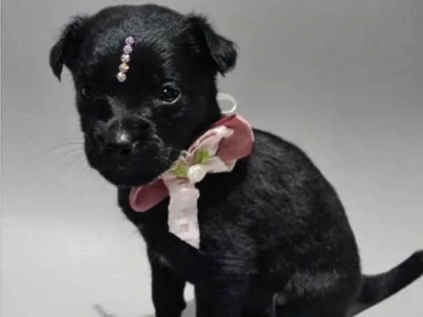 Cachorro ra a SRD-ViraLata idade Abaixo de 2 meses nome Viúva negra