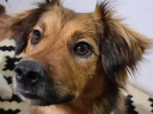 Cachorro raça SRD-ViraLata idade 1 ano nome Mulher maravilha 