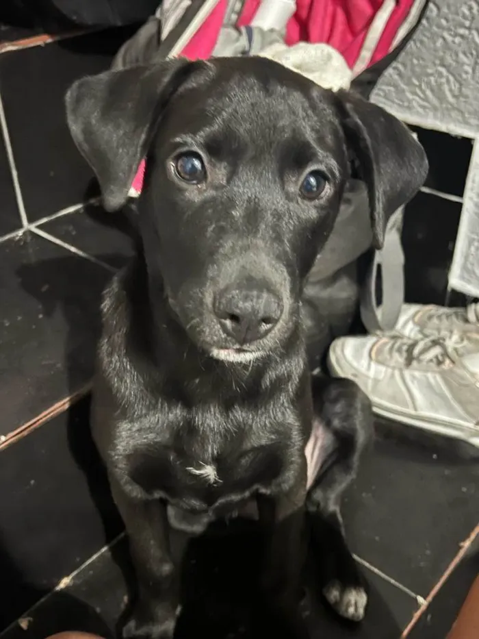 Cachorro ra a SRD-ViraLata idade 7 a 11 meses nome Azeitona