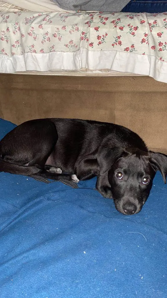 Cachorro ra a SRD-ViraLata idade 7 a 11 meses nome Azeitona