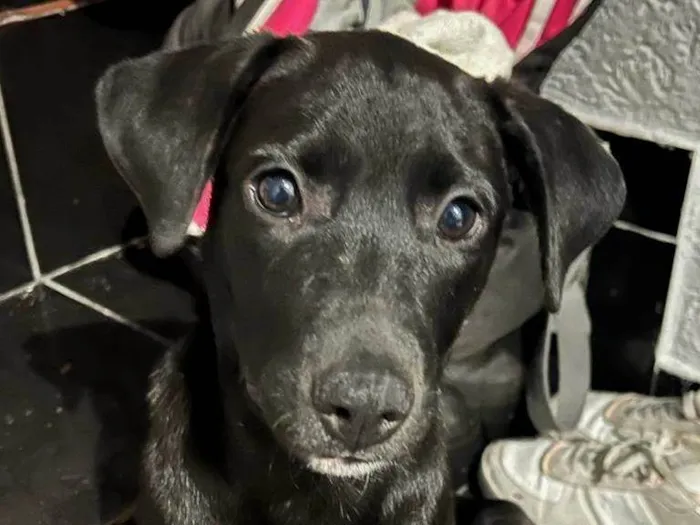 Cachorro ra a SRD-ViraLata idade 7 a 11 meses nome Azeitona