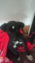 Sammy