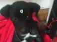 Sammy