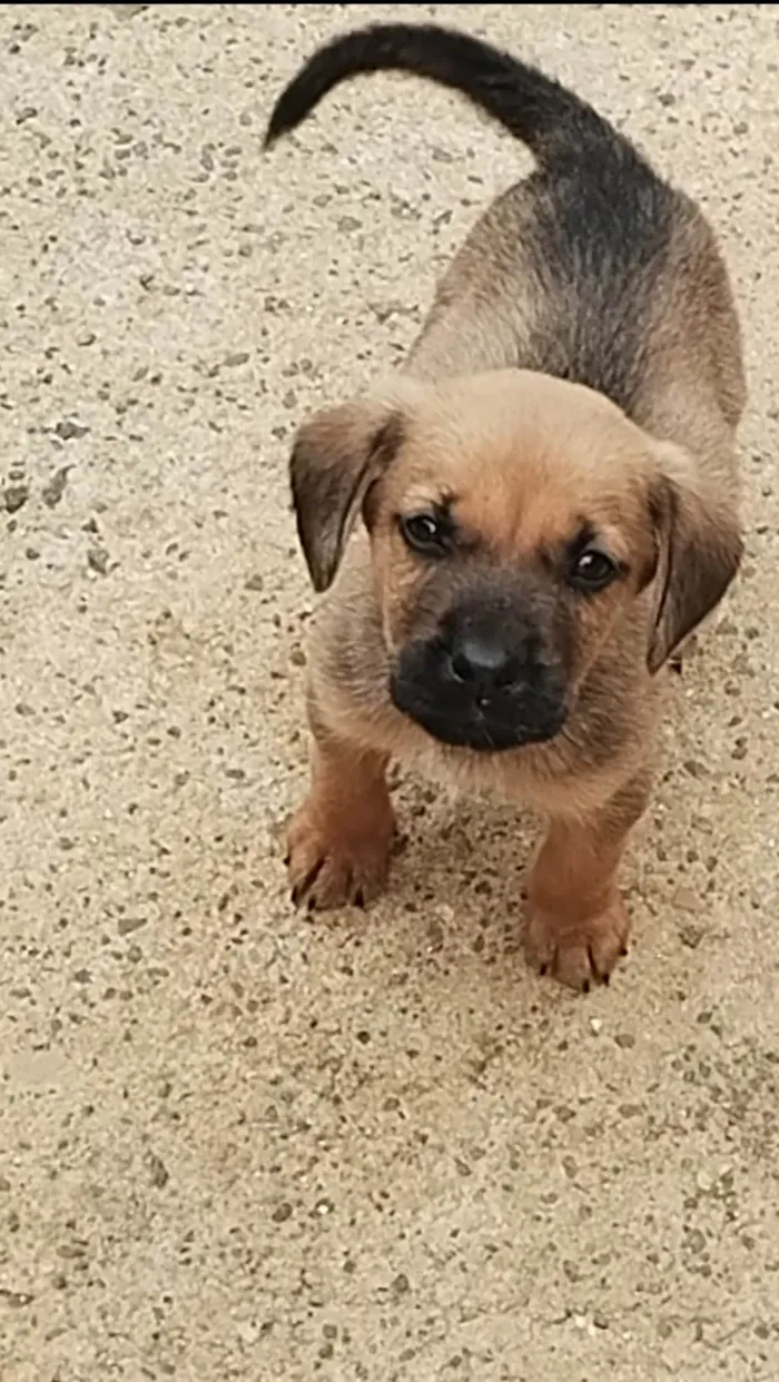 Cachorro ra a Sem raça  idade 1 ano nome Malhada
