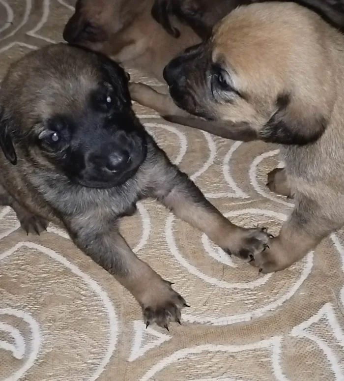 Cachorro ra a Sem raça  idade 1 ano nome Malhada