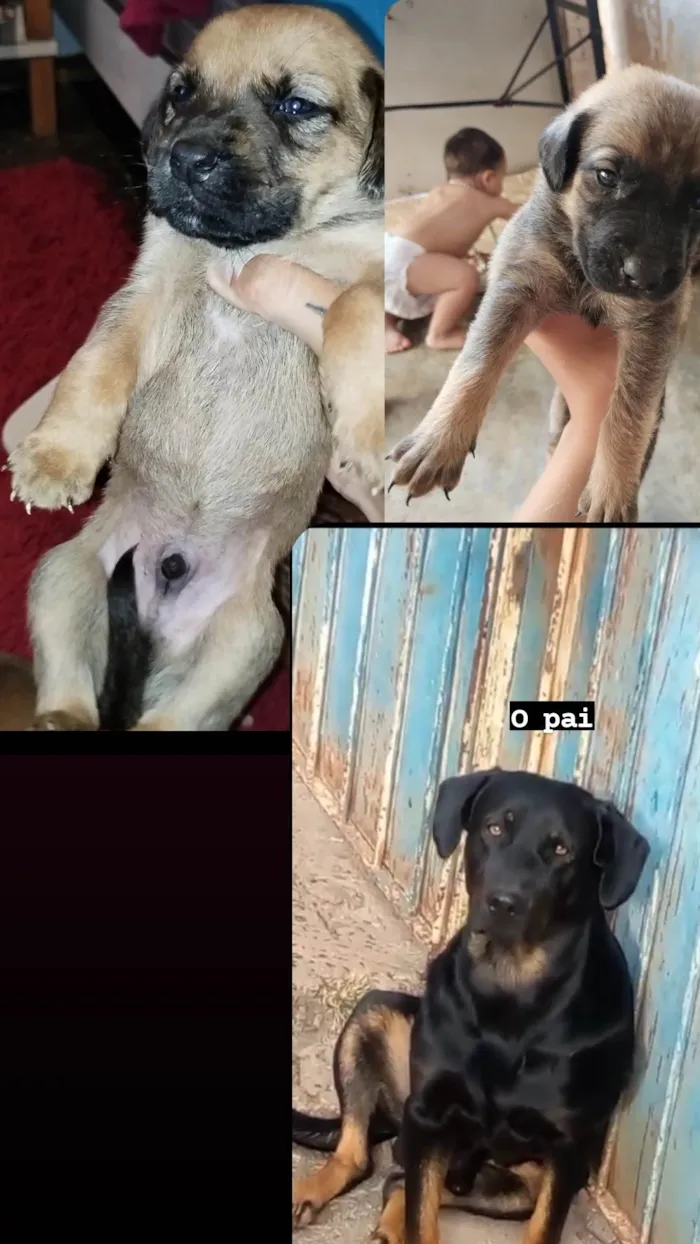 Cachorro ra a Sem raça  idade 1 ano nome Malhada