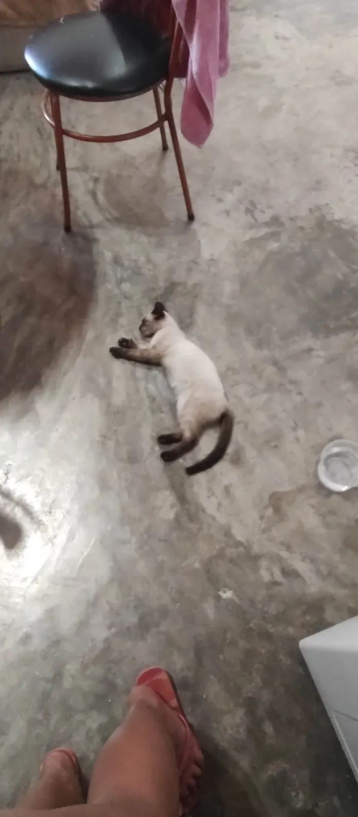 Cachorro ra a Sem raça  idade 1 ano nome Malhada