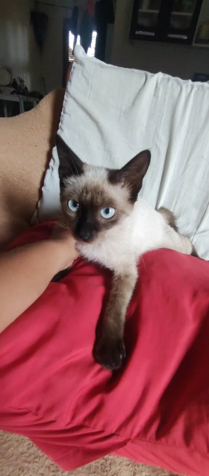 Cachorro ra a Sem raça  idade 1 ano nome Malhada