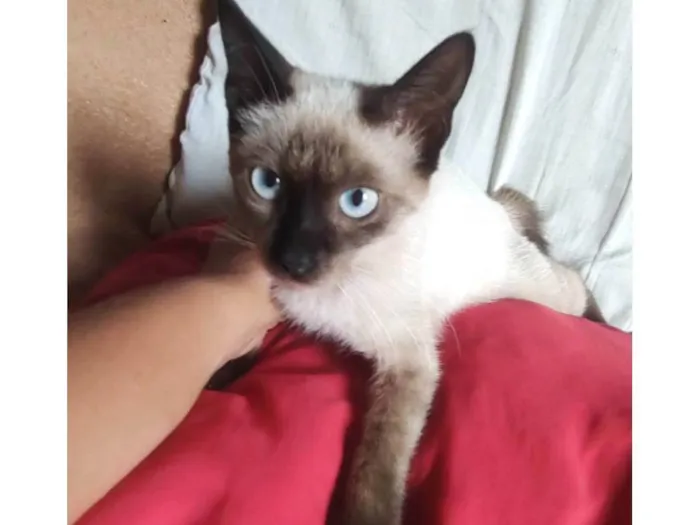 Gato ra a SDR idade 2 a 6 meses nome Bebezinha 