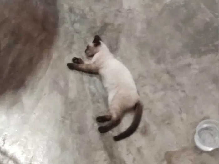 Gato ra a SDR idade 2 a 6 meses nome Bebezinha 
