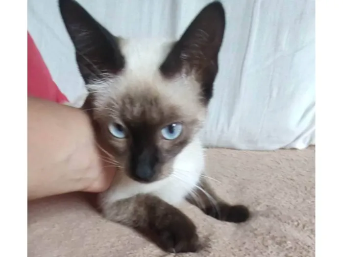 Gato ra a SDR idade 2 a 6 meses nome Bebezinha 