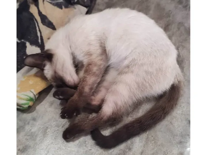 Gato ra a SDR idade 2 a 6 meses nome Bebezinha 