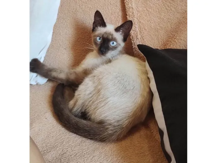 Gato ra a SDR idade 2 a 6 meses nome Bebezinha 