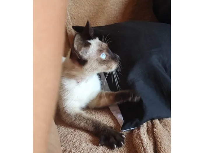 Gato ra a SDR idade 2 a 6 meses nome Bebezinha 