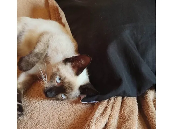 Gato ra a SDR idade 2 a 6 meses nome Bebezinha 