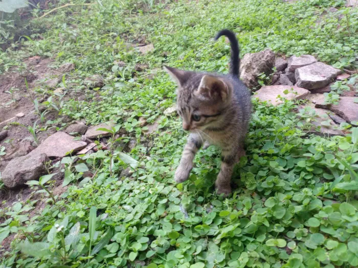 Gato ra a SRD-ViraLata idade 2 a 6 meses nome .