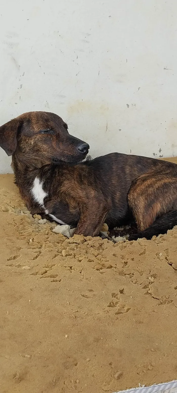 Cachorro ra a Sem raça  idade 1 ano nome Malhada