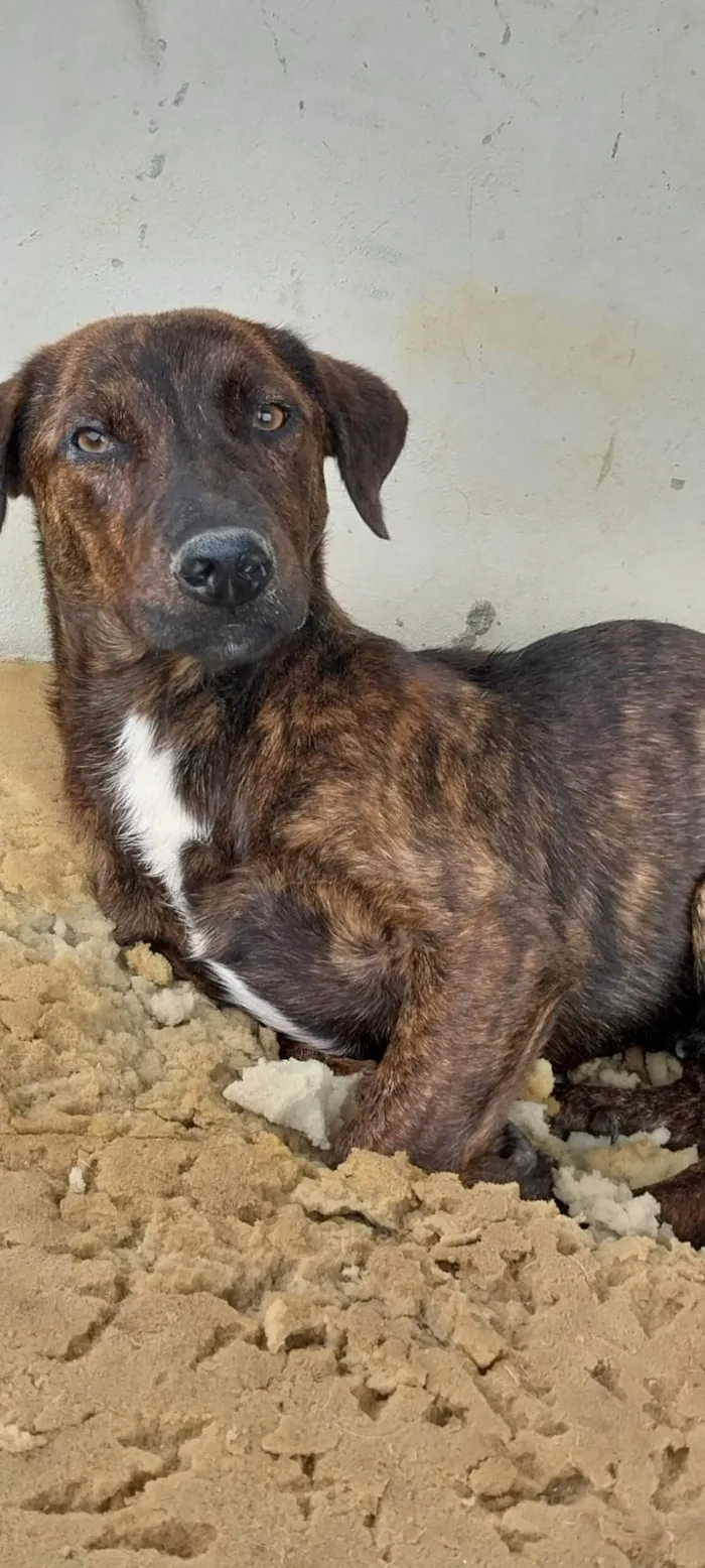 Cachorro ra a Sem raça  idade 1 ano nome Malhada