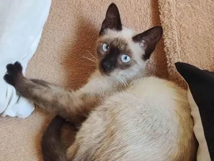 Gato ra a SDR idade 2 a 6 meses nome Bebezinha 