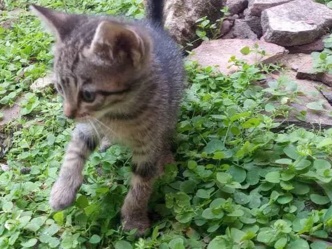 Gato ra a SRD-ViraLata idade 2 a 6 meses nome .