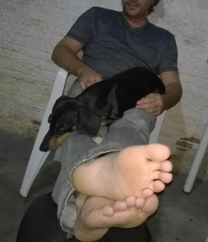 Cachorro ra a Sem raça  idade 1 ano nome Malhada