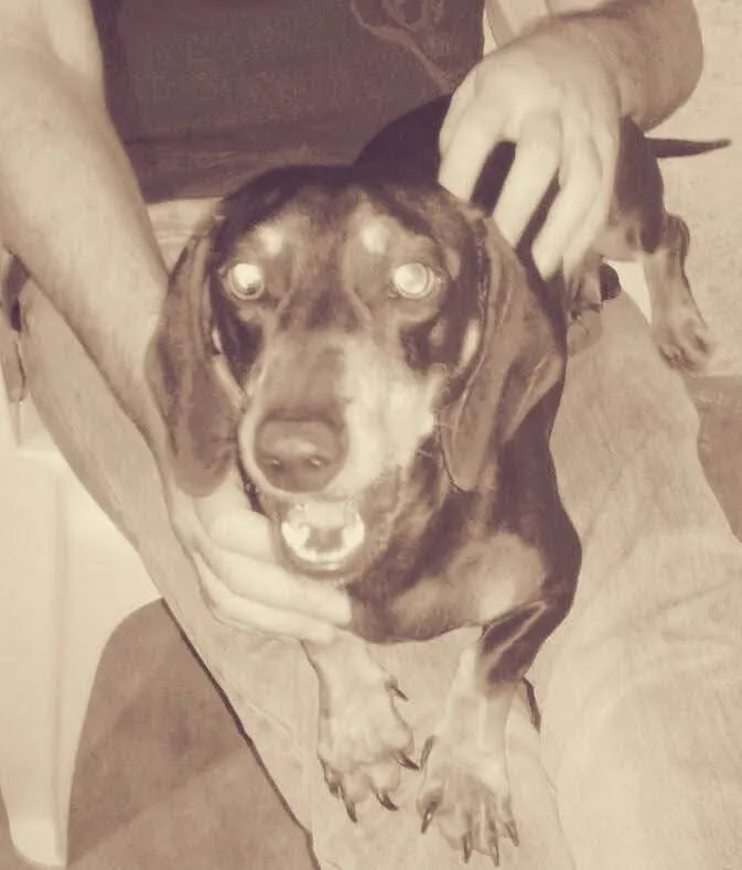 Cachorro ra a Sem raça  idade 1 ano nome Malhada