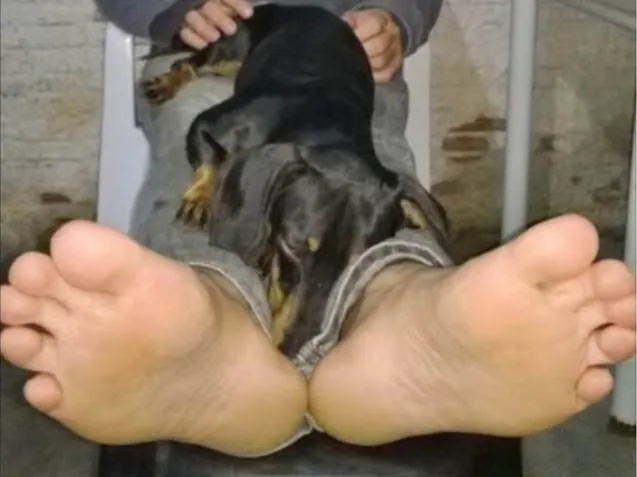 Cachorro ra a Daschund idade 4 anos nome Asdrubal