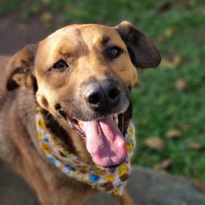 Cachorro ra a SRD idade 5 anos nome FOX