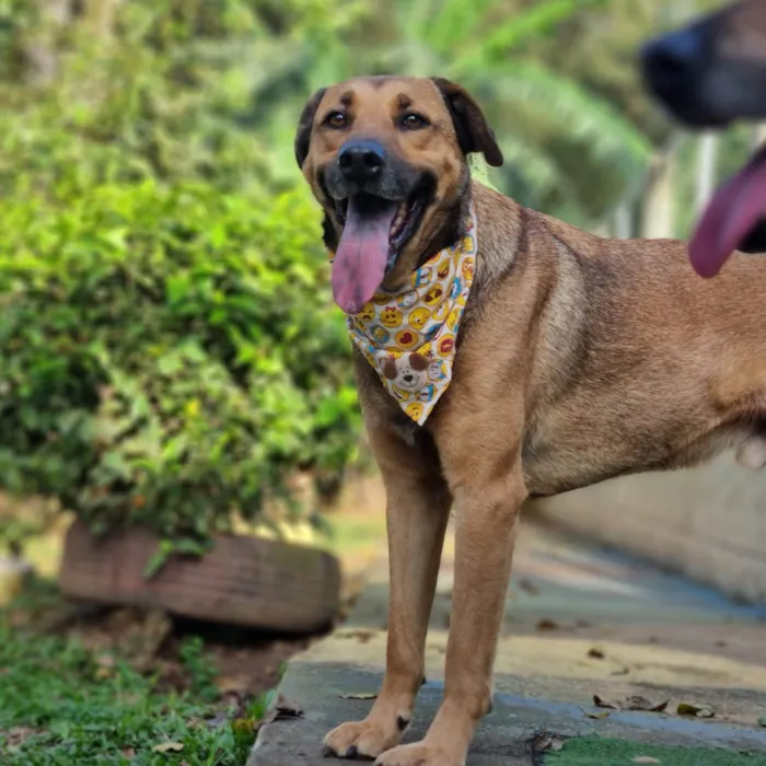 Cachorro ra a SRD idade 5 anos nome FOX