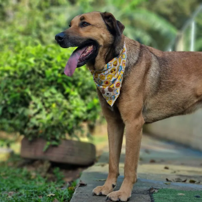Cachorro ra a SRD idade 5 anos nome FOX