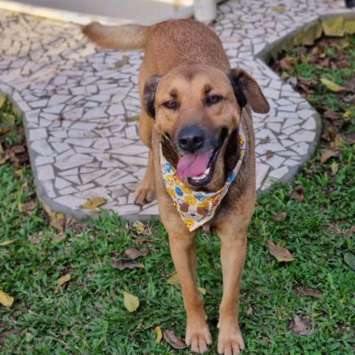 Cachorro ra a SRD idade 5 anos nome FOX
