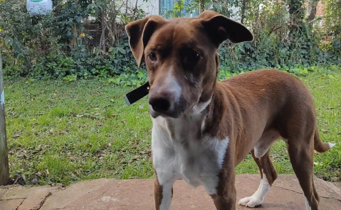 Cachorro ra a Vira-latas  idade 2 anos nome Ted