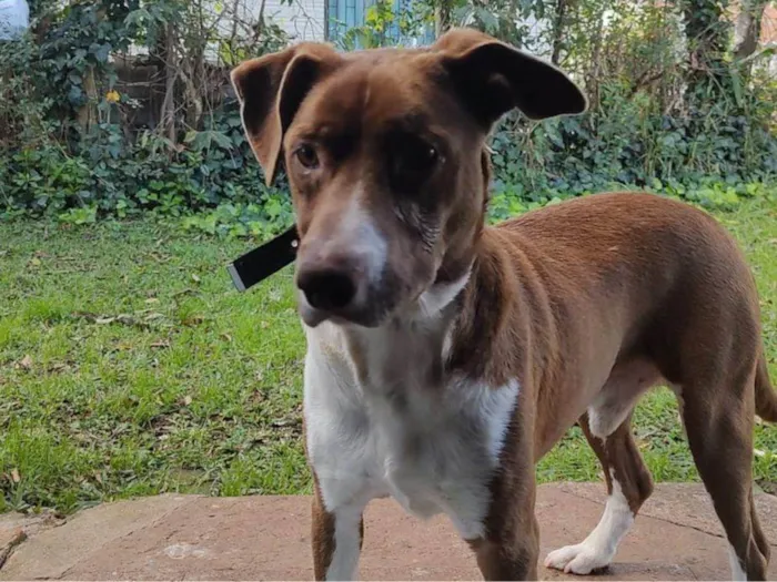 Cachorro ra a Vira-latas  idade 2 anos nome Ted