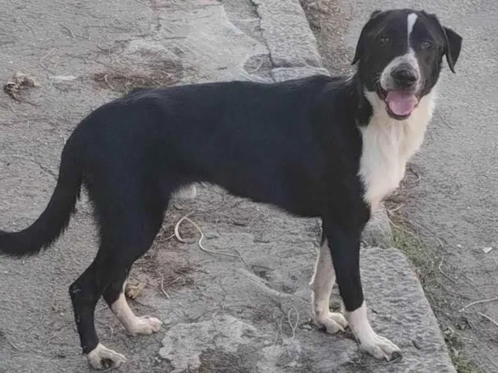 Cachorro ra a SRD-ViraLata idade 7 a 11 meses nome Marley 