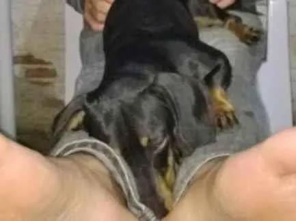 Cachorro ra a Daschund idade 4 anos nome Asdrubal