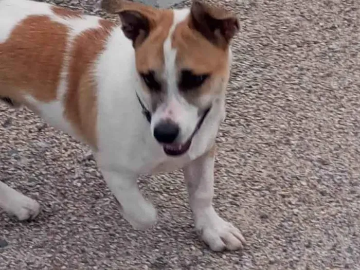 Cachorro ra a jack russel  idade 7 a 11 meses nome Brad