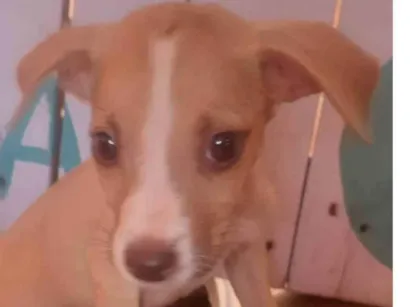 Cachorro raça Mista idade 2 a 6 meses nome Paulistinha